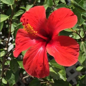 Meet your Posher, ilana